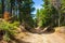 Dirt forest road Rhodope mountains Bulgaria