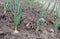 Dirt fresh food nature crop young seedling leaf organic garlic earth grass farm gardening ground onion green plant agriculture soi