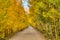 Dirt and gravel mountain road flanked by yellow and golden aspen leaves.