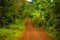 A dirt and gravel road leading through the african rainforest and jungle of Africa