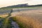 Dirt gravel road in wheat field at sunset. Rich harvest Concept