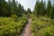 Dirt hiking trail and bridge to Wraith Falls in Yellowstone National Park