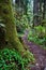 Dirt hiking trail next to Redwoods tree fully coated in moss