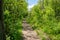 Dirt hiking trail in Red Wing Minnesota, at the Barn Bluff hiking area. Trail is surrounded by green vegetation and trees