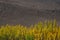 Dirt Landscape background and Poplar trees foreground. Northern Pakistan.