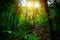 Dirt path in Basse Terre jungle at sunset