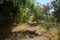 Dirt path bordered by and with trees arching on it on a summer day