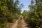 Dirt path bordered by and with trees arching on it on a summer day in the countryside