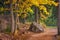 Dirt path in evening park passes by large granite boulder, landscape, northern nature in early autumn