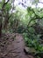 Dirt path through Forest