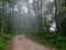 Dirt Path in Forest Woods with Mist