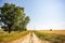 Dirt path beside a green tree dividing pasture land