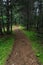 Dirt path heads into wilderness of remote pine forests