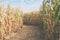 Dirt path inside of a corn maze, with tall stalks of corn. No people