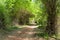 Dirt path in jungle