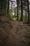 Dirt path meandering through a lush forest