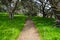 A dirt path through a Monterey cypress forest and a beautiful sun-dappled green meadow with yellow wildflowers