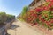 Dirt path near the houses with bougainvillea plants below at San Clemente, California