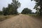 Dirt path with sparse trees arching on it on a cloudy day in the italian countryside