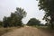 Dirt path with sparse trees arching on it on a cloudy day in the italian countryside