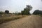 Dirt path with sparse trees arching on it on a cloudy day in the italian countryside