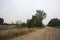 Dirt path with sparse trees arching on it on a cloudy day in the italian countryside