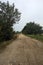 Dirt path with sparse trees arching on it on a cloudy day in the italian countryside