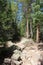 A dirt path, strewn with rocks and boulders, in a forest on the Wild Basin Trail in the Rocky Mountain National Park