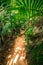 Dirt path surrounded by thick vegetation in Vallee de Mai jungle