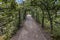 Dirt path between a tunnel formed by lush pear trees in the Ursulintuin garden in Sittard