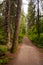 Dirt path into the woods