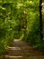 Dirt path through the woods with green leafy trees