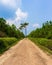 Dirt pathway and alone pine tree nature background