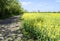 Dirt Pathway Along Rapeseed Field