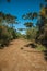 Dirt pathway in a forest with pine trees