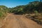 Dirt pathway in a forest with pine trees