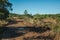 Dirt pathway in a forest with thicket