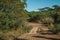 Dirt pathway in a forest with wood walkway