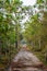 Dirt pathway and pine tree tunnel nature background