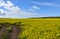 Dirt Pathway Winding Through a Field of Yellow Rape Seed