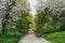 A dirt, paved road and flowering fruit trees in spring