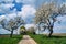 A dirt, paved road and flowering fruit trees in spring