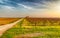 dirt road along dormant orchards in winter