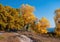 Dirt road along edge of the wood with yellowed trees illuminated by sunlight at sunny autumn day