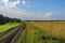 Dirt road along a field of ripe wheat