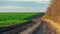 Dirt road along a green field of growing wheat and trees.