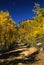 Dirt Road in Aspens in Fall