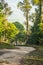 Dirt road with avenue of trees