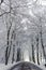 Dirt road with avenue of trees with snow