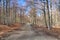 Dirt road in a beech wood in early spring